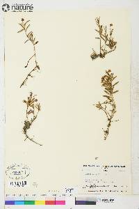 Andromeda polifolia image