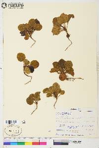 Pyrola asarifolia image