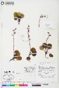 Pyrola grandiflora image
