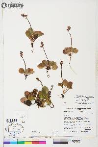 Pyrola grandiflora image