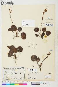 Pyrola grandiflora image