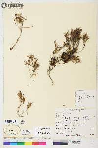 Andromeda polifolia image