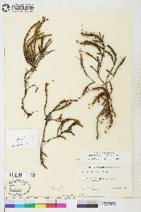 Cassiope tetragona subsp. tetragona image