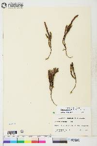 Cassiope tetragona subsp. tetragona image