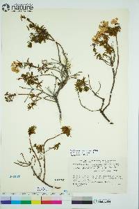 Rhododendron tomentosum image