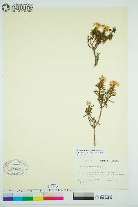 Rhododendron tomentosum image