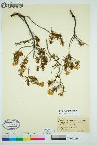 Rhododendron tomentosum image