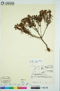 Rhododendron tomentosum image