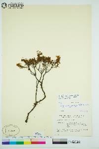 Rhododendron tomentosum image