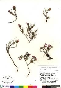 Andromeda polifolia image