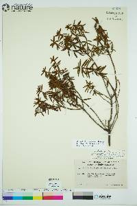 Rhododendron tomentosum image