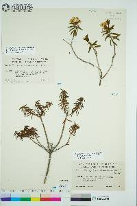 Rhododendron tomentosum image