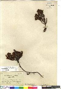 Cassiope tetragona subsp. tetragona image