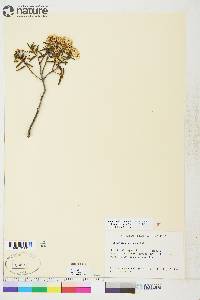 Rhododendron tomentosum image