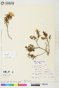 Rhododendron tomentosum subsp. decumbens image