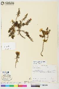 Rhododendron tomentosum image