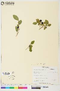 Vaccinium ovalifolium image