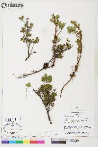 Vaccinium uliginosum image