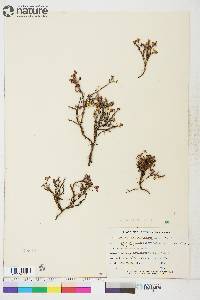 Vaccinium uliginosum image