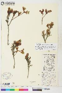 Vaccinium uliginosum image