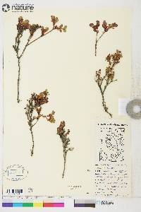 Vaccinium uliginosum image