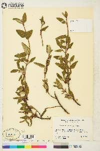 Shepherdia canadensis image