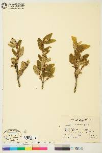 Shepherdia canadensis image