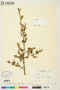 Shepherdia canadensis image