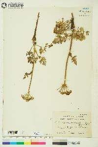 Conioselinum cnidiifolium image