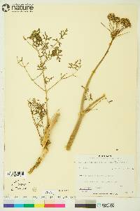 Conioselinum cnidiifolium image