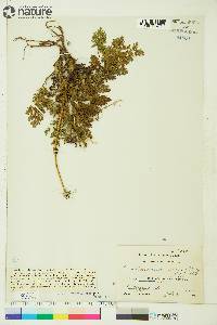 Conioselinum cnidiifolium image