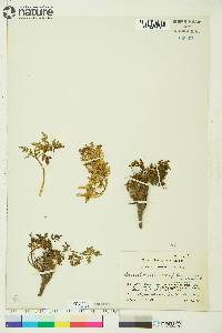 Conioselinum cnidiifolium image