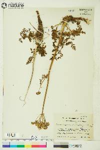 Conioselinum cnidiifolium image