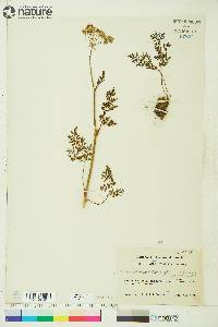 Conioselinum cnidiifolium image