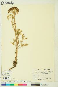 Conioselinum cnidiifolium image