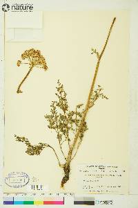 Conioselinum cnidiifolium image