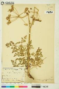 Conioselinum cnidiifolium image