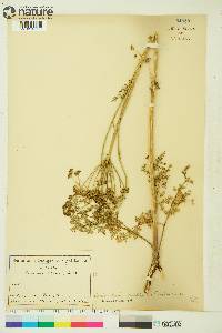 Conioselinum cnidiifolium image