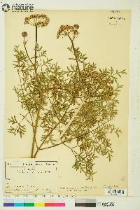 Conioselinum cnidiifolium image