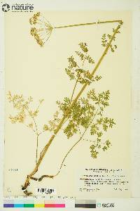 Conioselinum cnidiifolium image