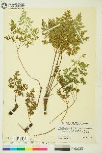 Conioselinum cnidiifolium image