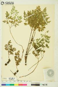 Conioselinum cnidiifolium image