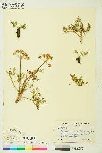 Conioselinum cnidiifolium image