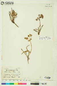 Bupleurum americanum image