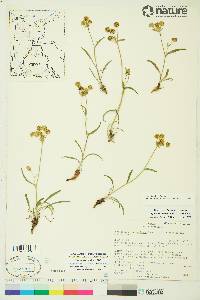 Bupleurum americanum image