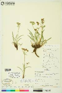 Bupleurum americanum image