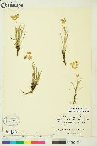 Bupleurum americanum image