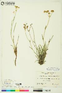 Bupleurum americanum image