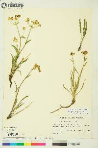 Bupleurum americanum image