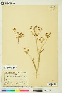 Bupleurum americanum image